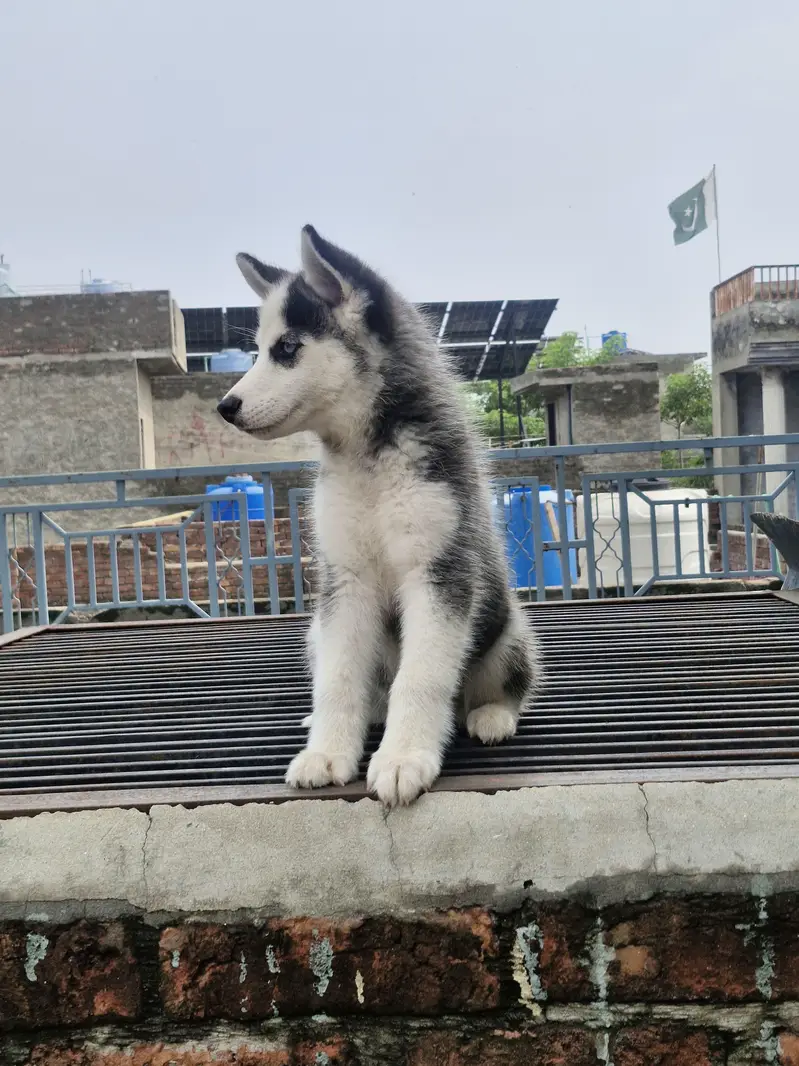 Siberian husky — photo 2