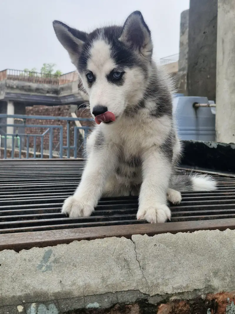 Siberian husky — photo 3