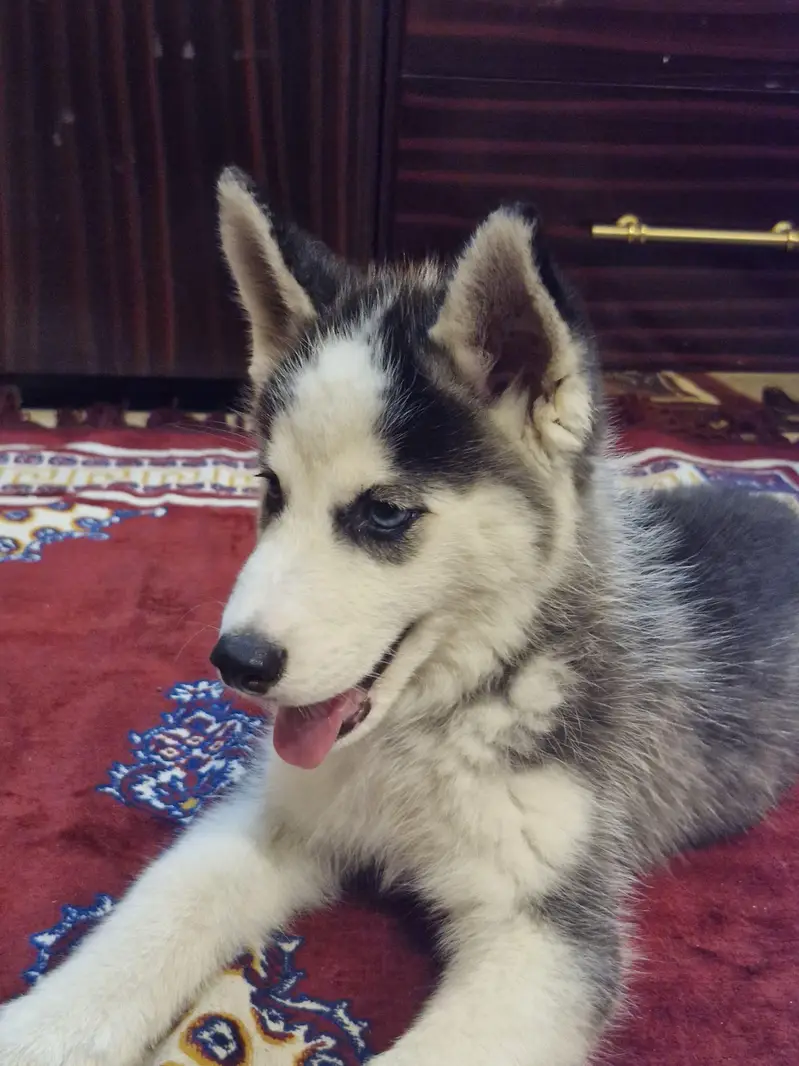 Siberian husky — photo 4