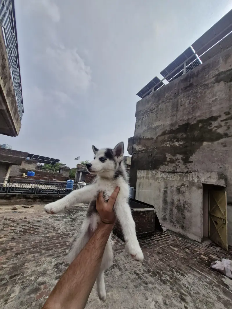 Siberian husky — photo 5