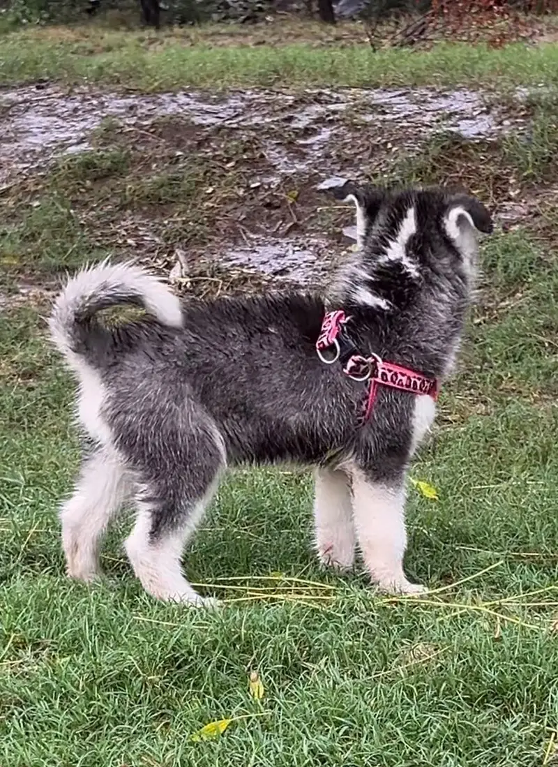 Siberian husky — photo 6