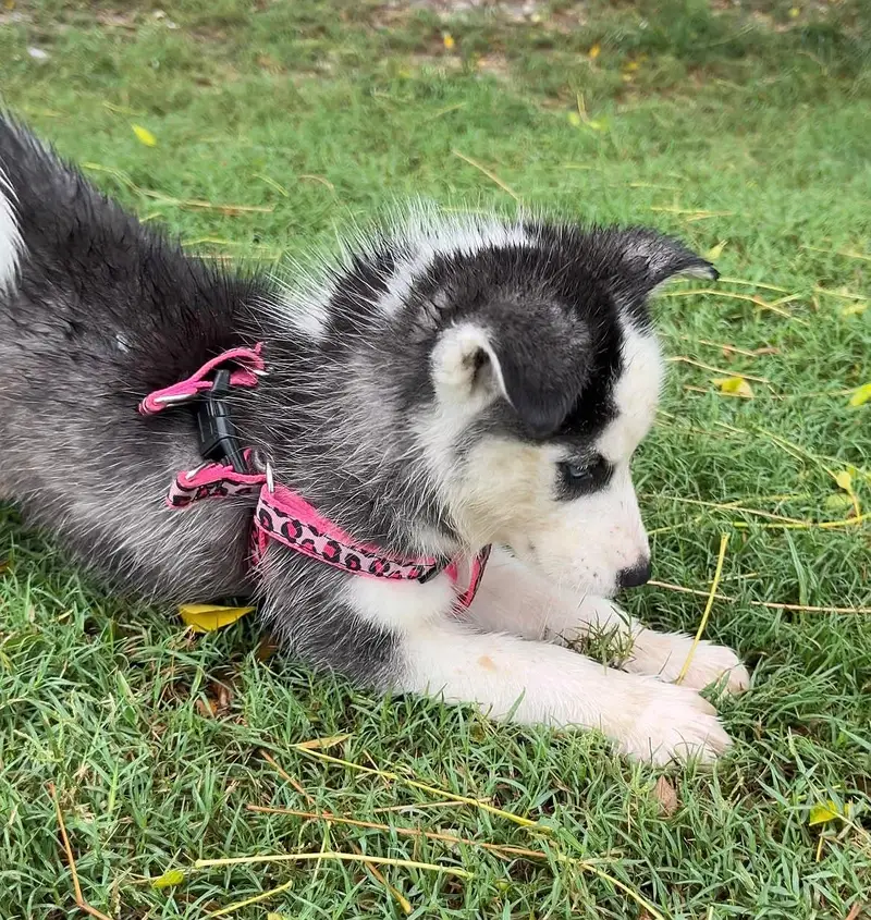 Siberian husky — photo 7