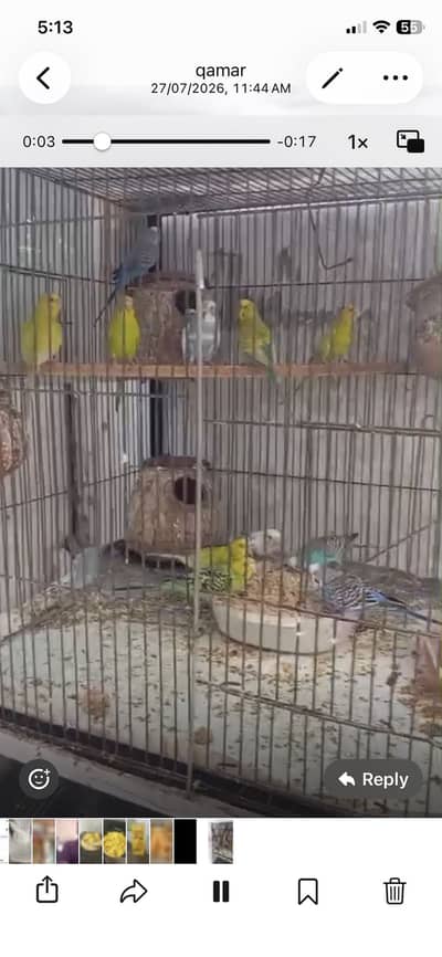 Australian parrots with cage milti colors