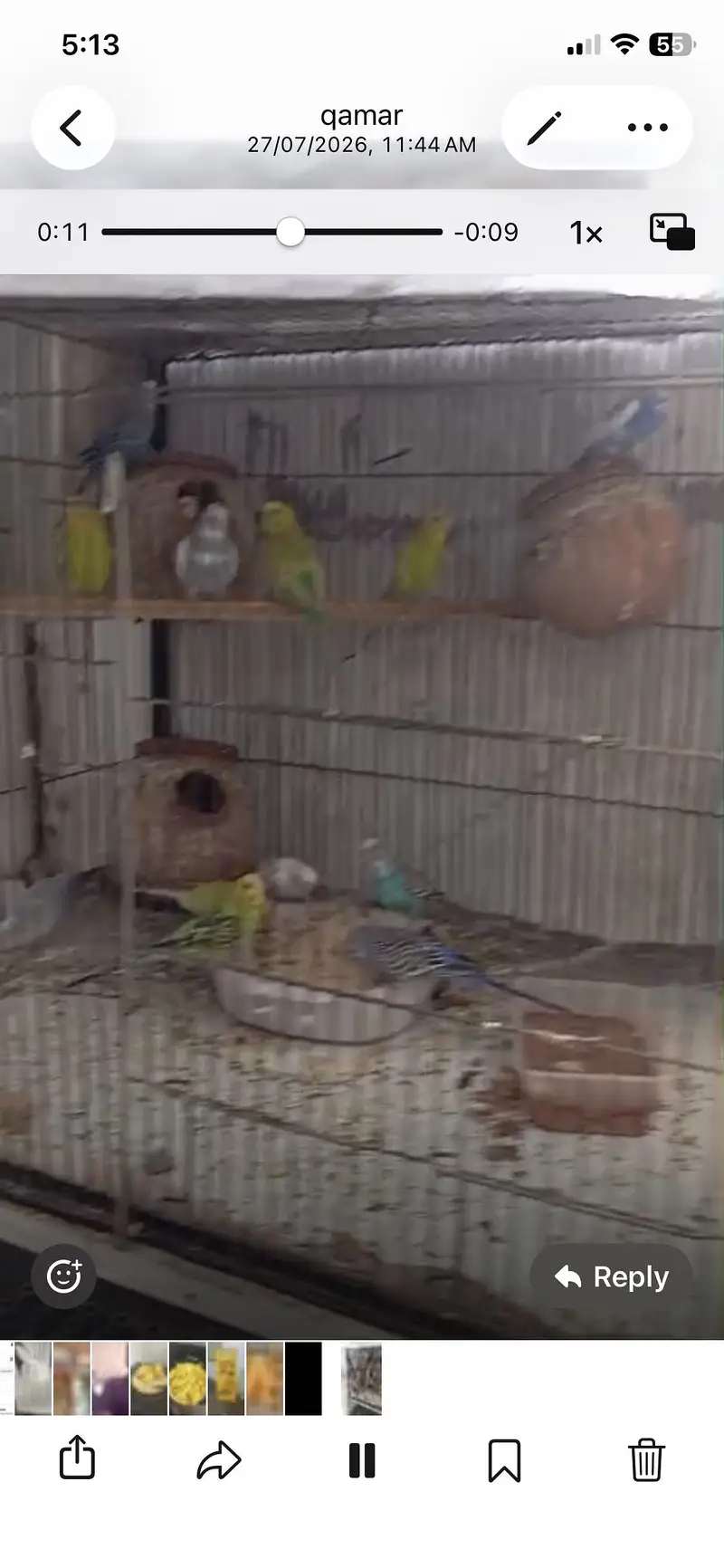 Australian parrots with cage milti colors — photo 2