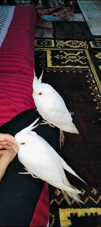 white coctail