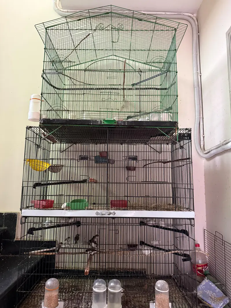 bengalese finch — photo 9