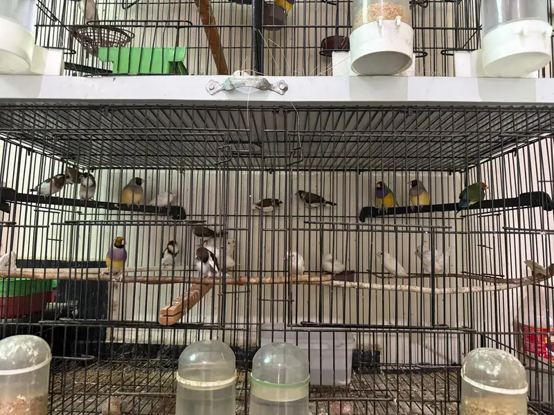 bengalese finch — photo 10