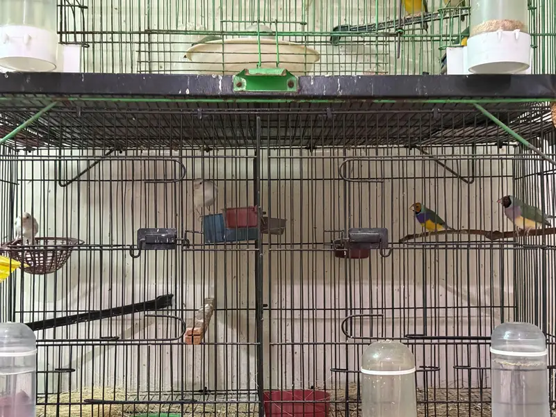bengalese finch — photo 11