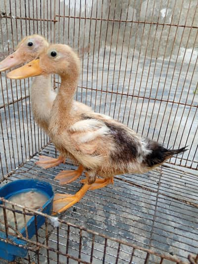 Duck pair
