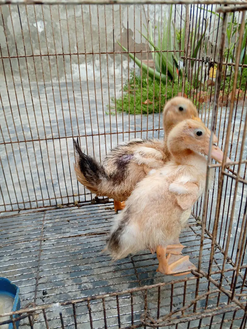 Duck pair — photo 2