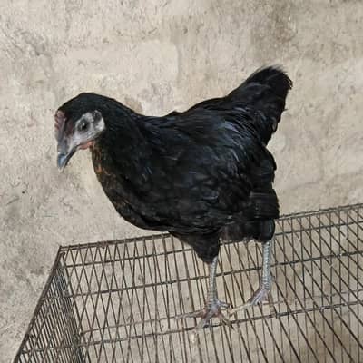 golden misri chicks 95 day old total 50 chicks