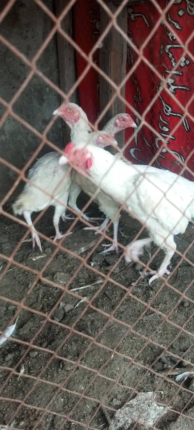 White Aseel hen for sale Heera