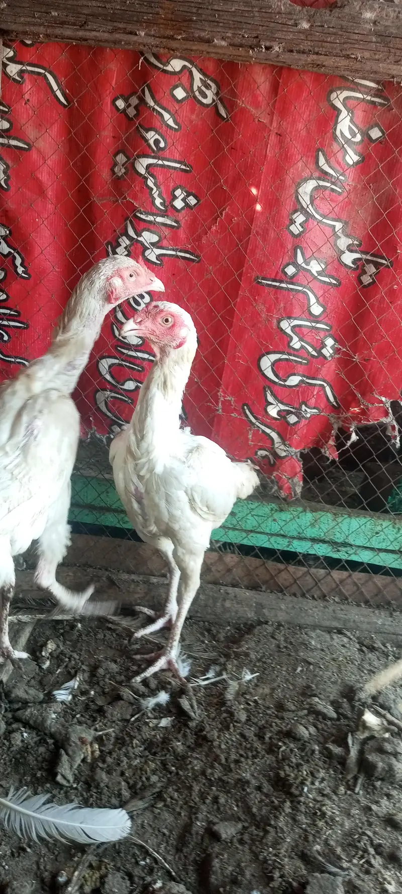 White Aseel hen for sale Heera — photo 2