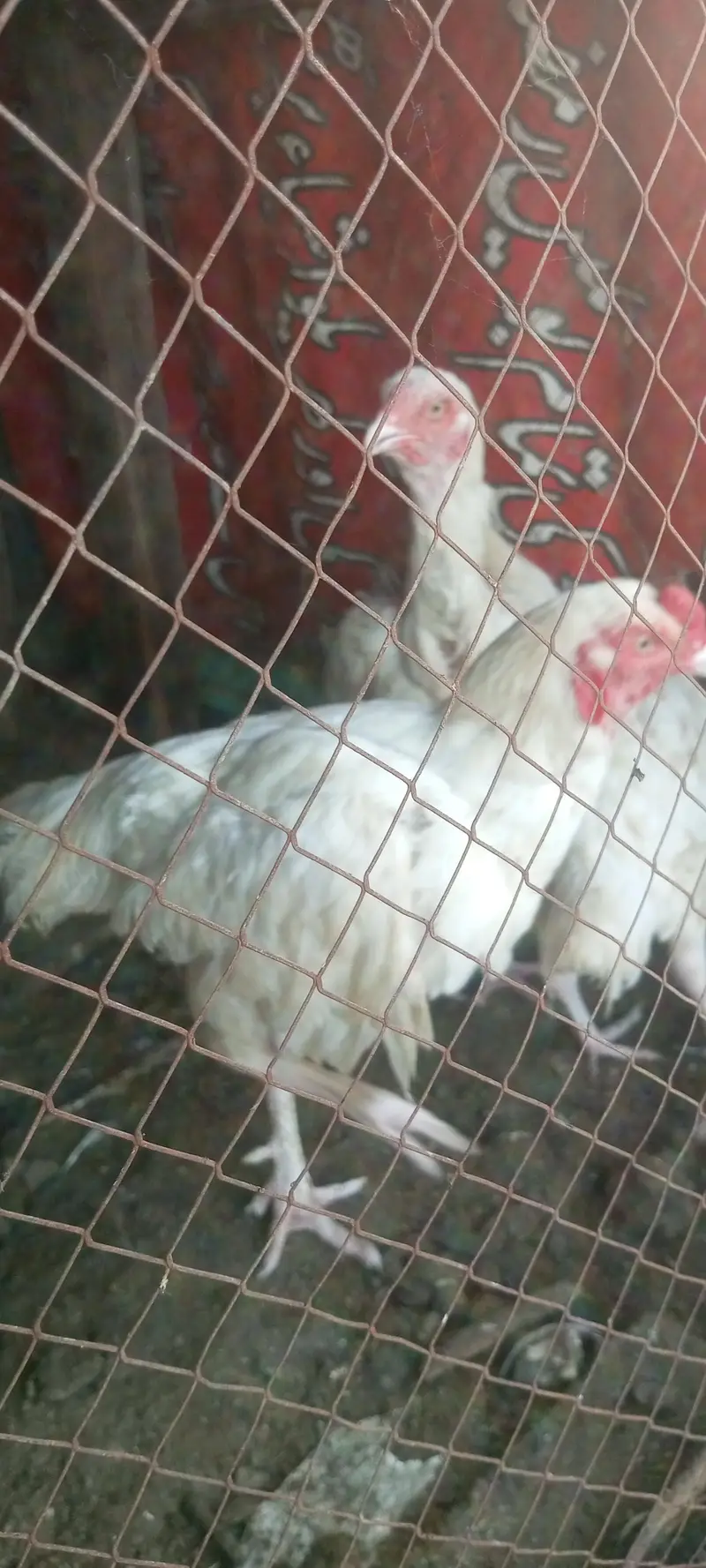 White Aseel hen for sale Heera — photo 3