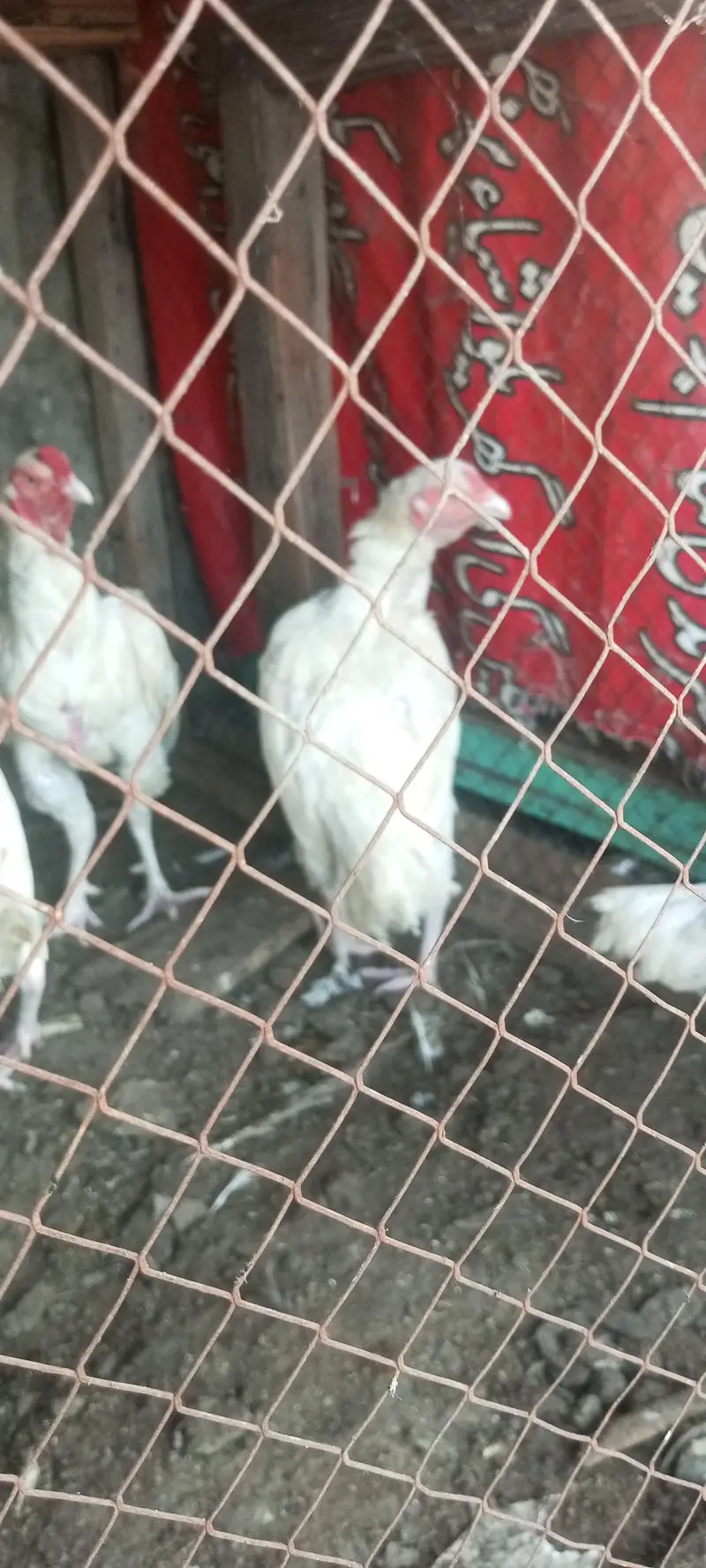 White Aseel hen for sale Heera — photo 4