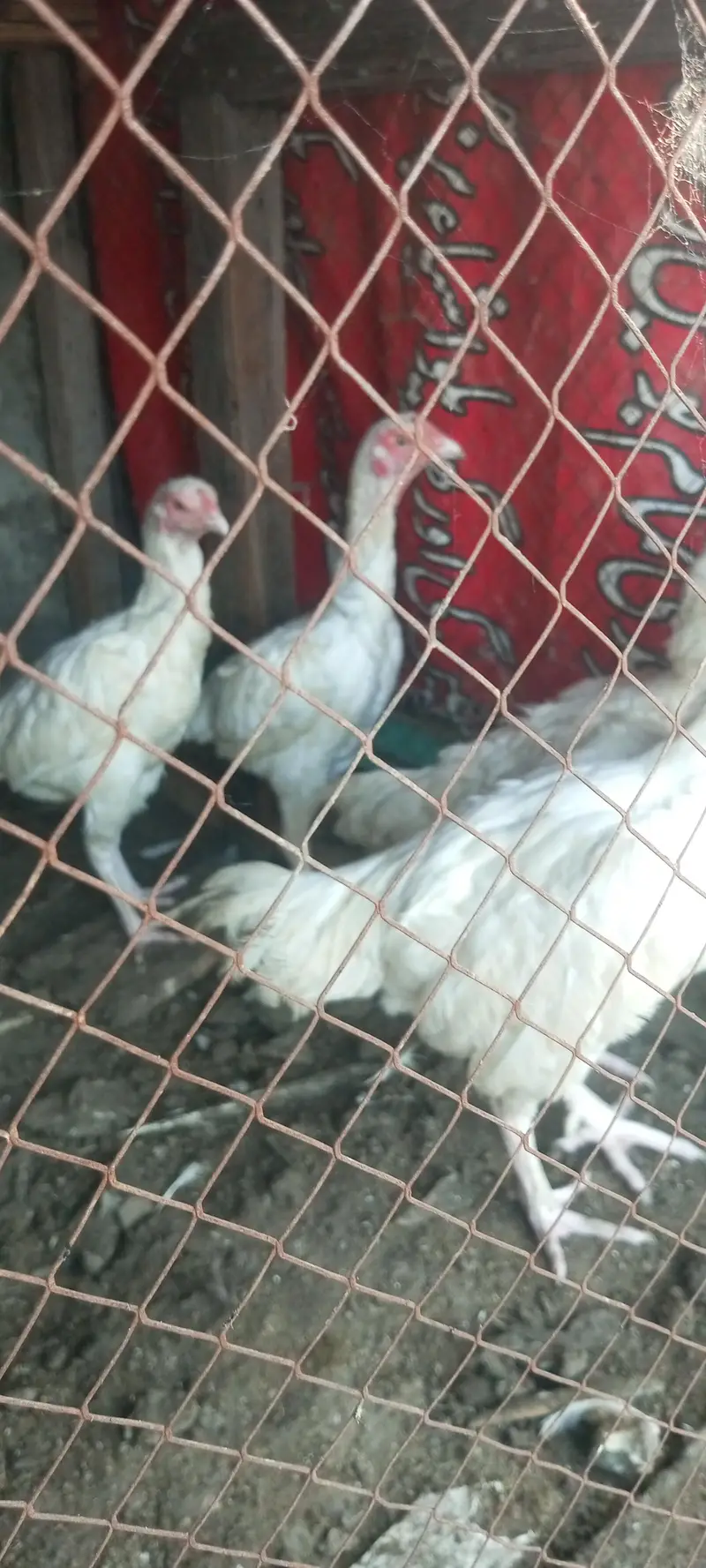 White Aseel hen for sale Heera — photo 5