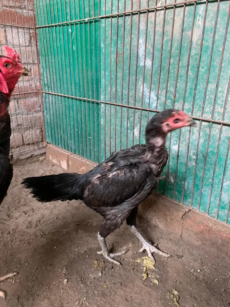 aseel miawali pokoy burmi vetnami pokoy Pakistani madiyan hain — photo 2