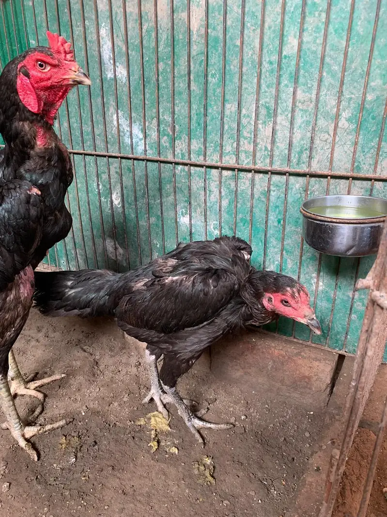 aseel miawali pokoy burmi vetnami pokoy Pakistani madiyan hain — photo 3
