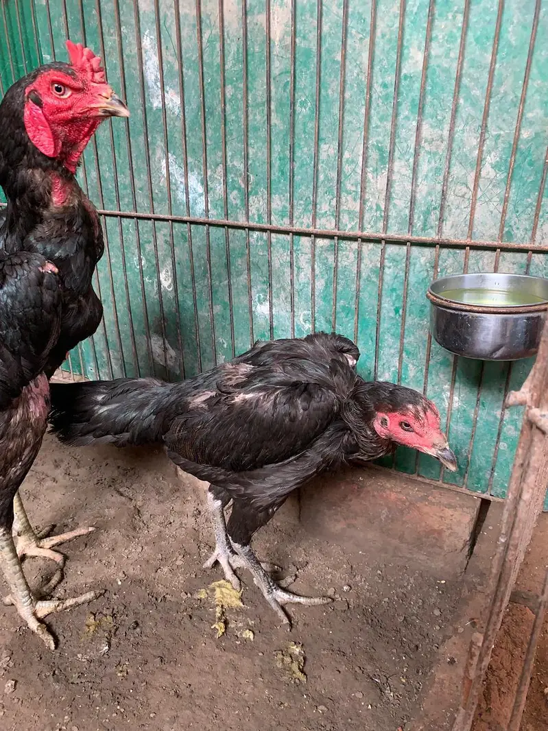 aseel miawali pokoy burmi vetnami pokoy Pakistani madiyan hain — photo 4