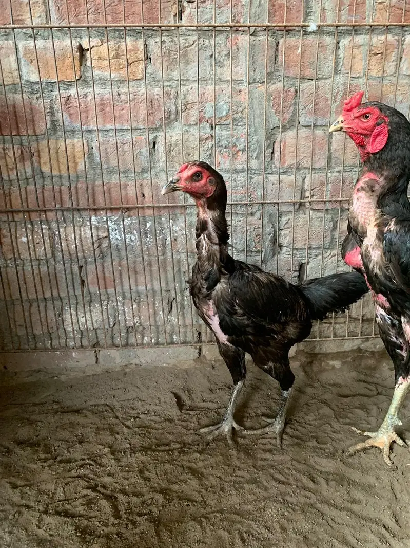 aseel miawali pokoy burmi vetnami pokoy Pakistani madiyan hain — photo 5