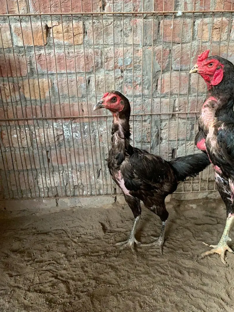 aseel miawali pokoy burmi vetnami pokoy Pakistani madiyan hain — photo 6