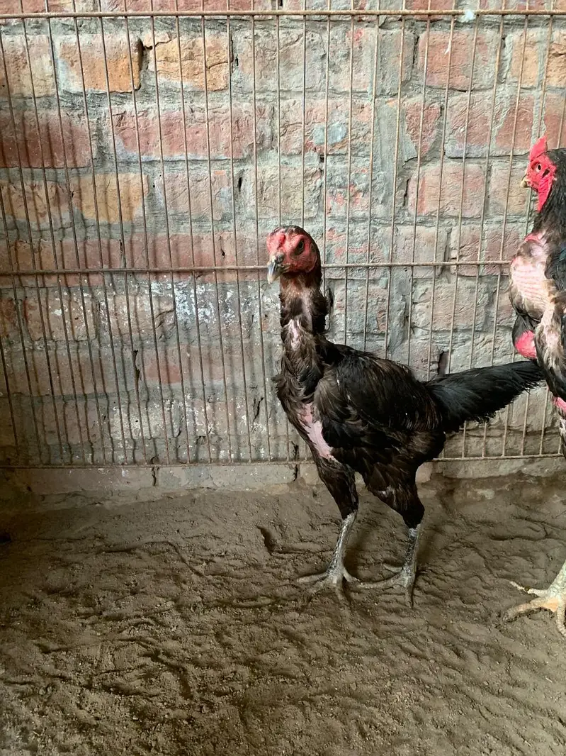 aseel miawali pokoy burmi vetnami pokoy Pakistani madiyan hain — photo 7