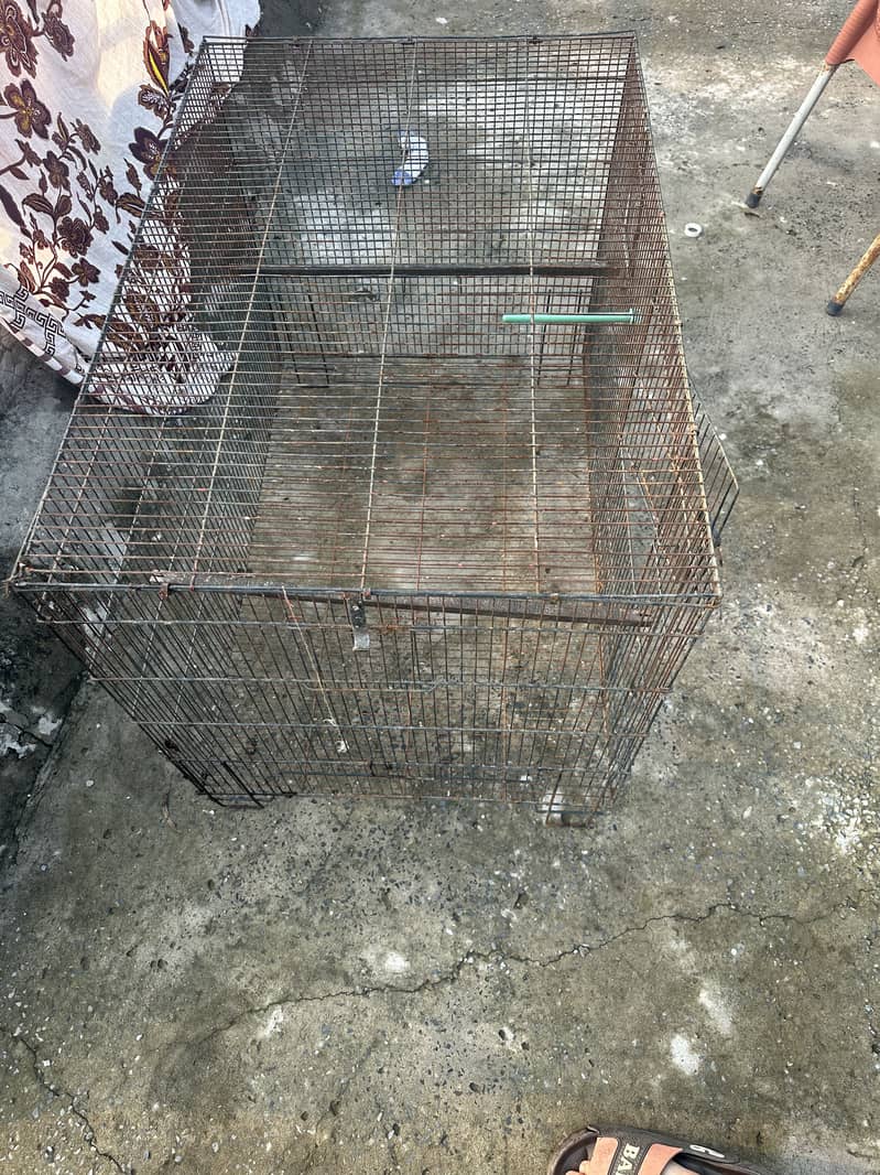 Parrots cage 1
