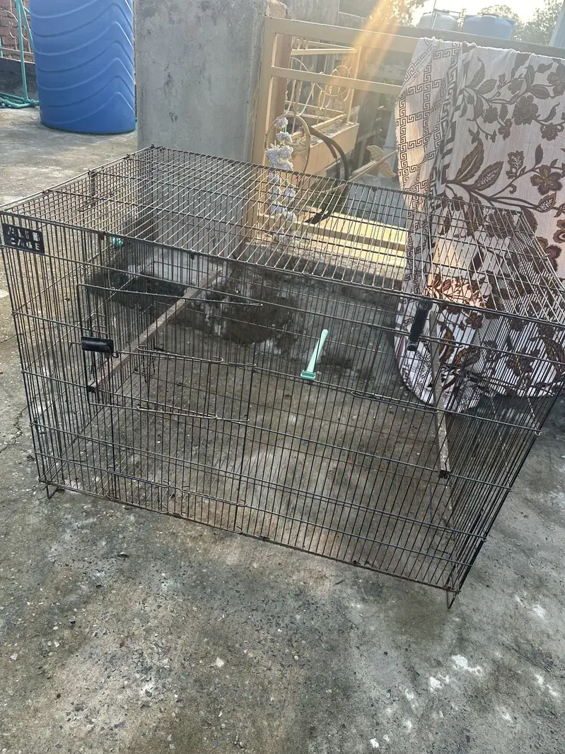 Parrots cage — photo 3