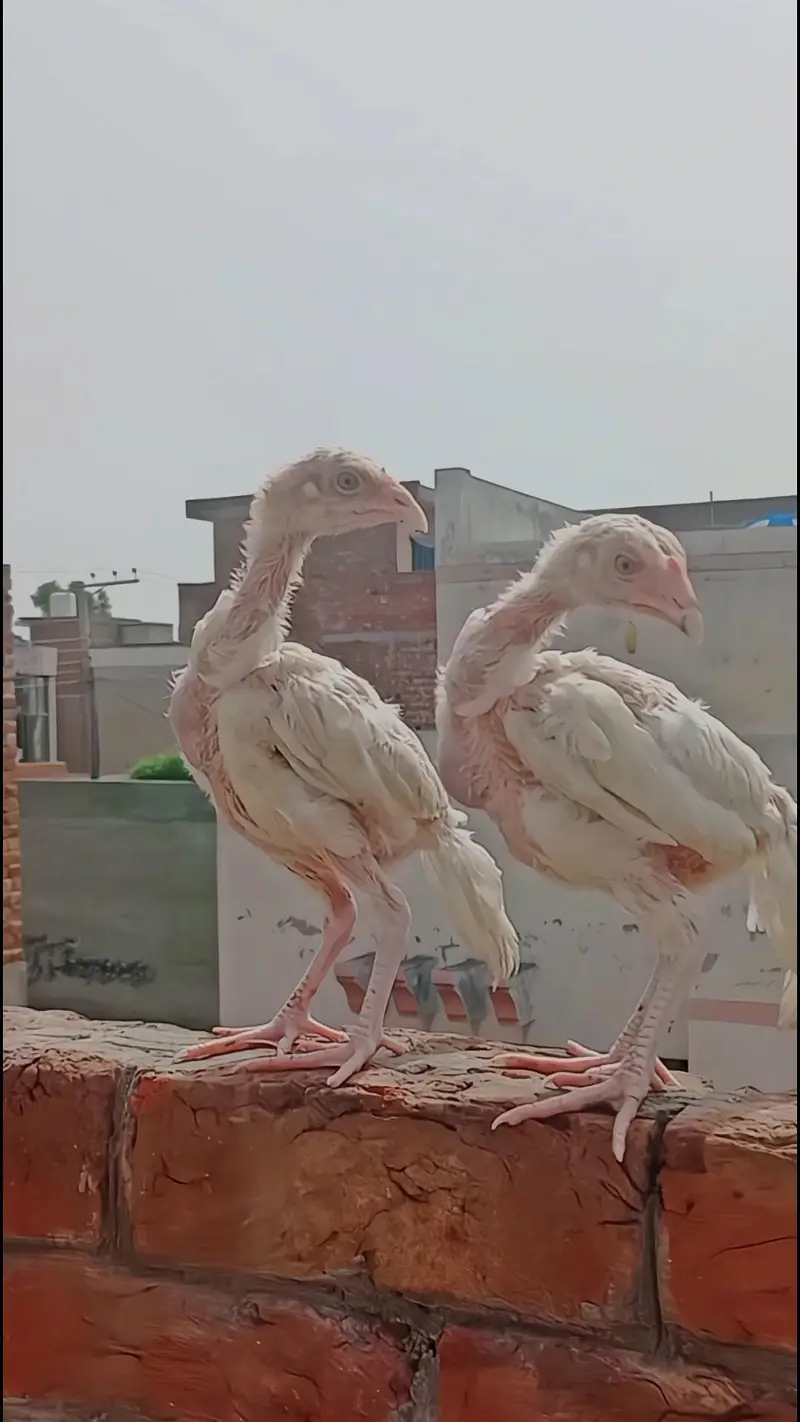 Heera Aseel — photo 2