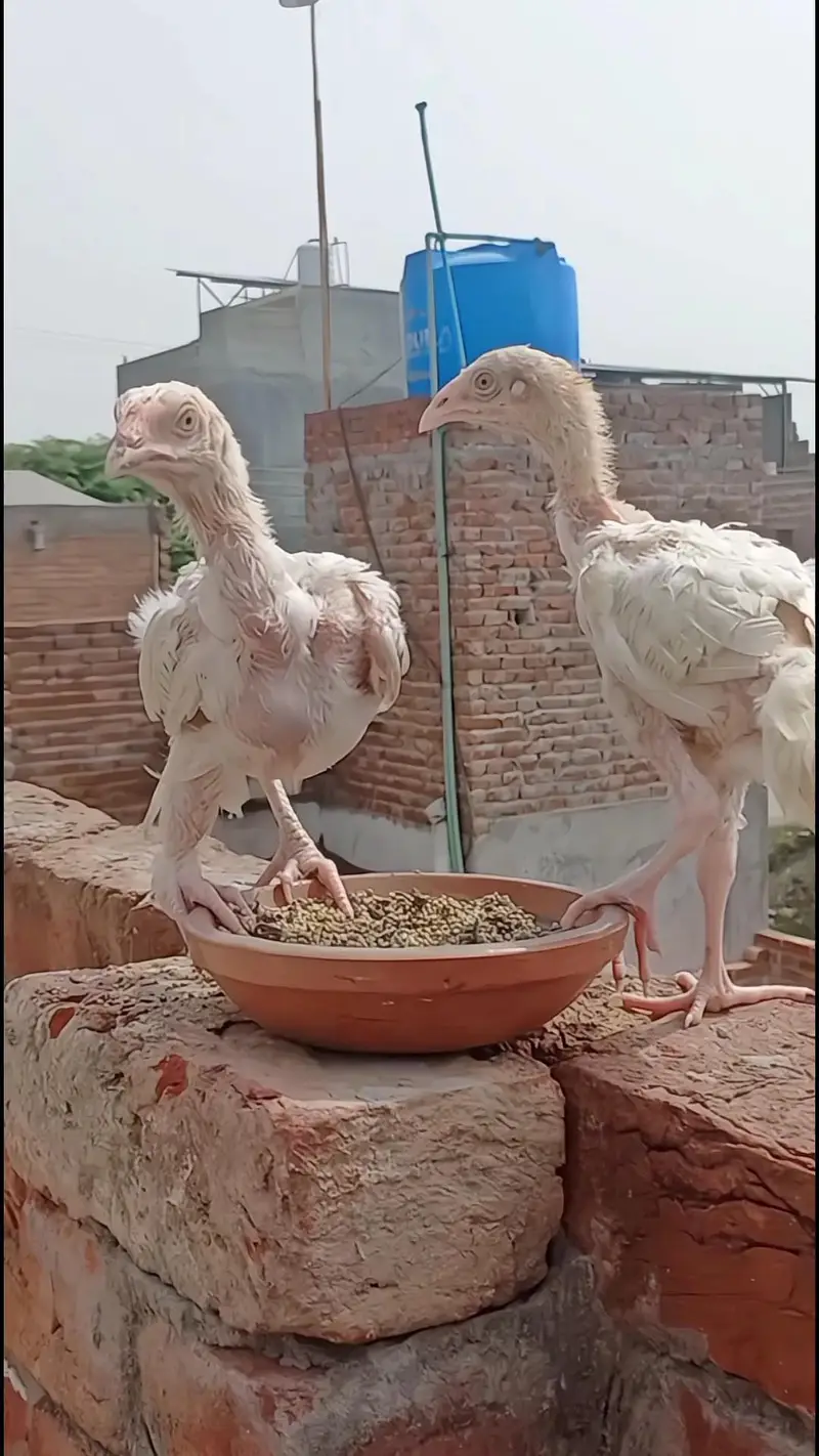 Heera Aseel — photo 3
