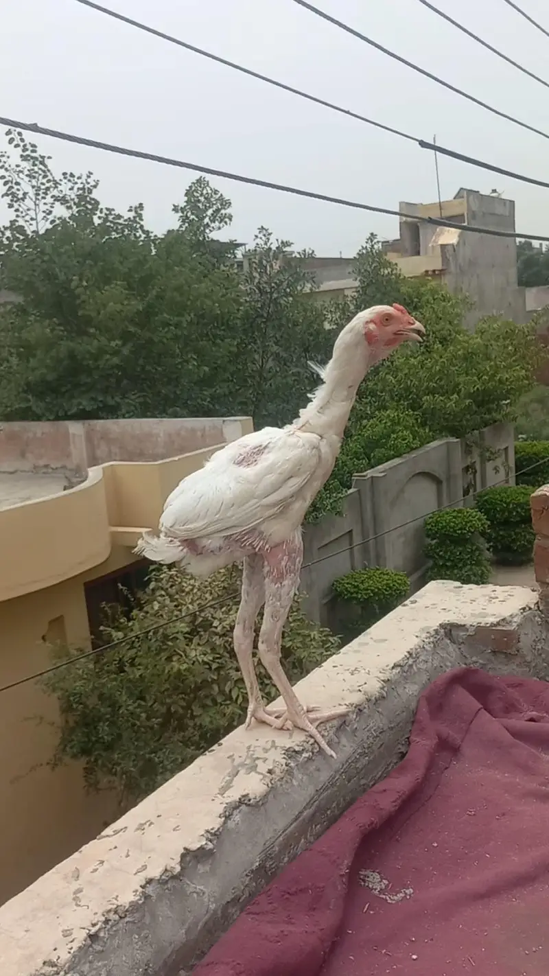 Heera Aseel — photo 6
