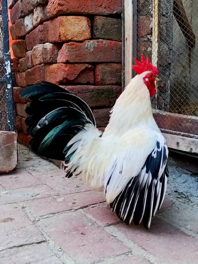 Black Tail Japanese Male