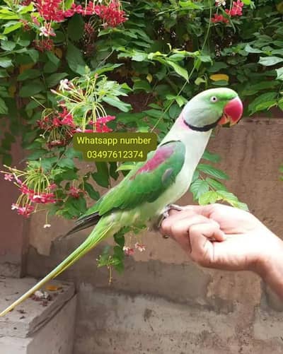 kashmiri raw parrot for sale 1 years Age delivery All Pakistan