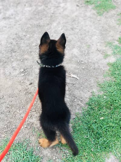 german shepherd male vaccinated 1st hoi hn full active