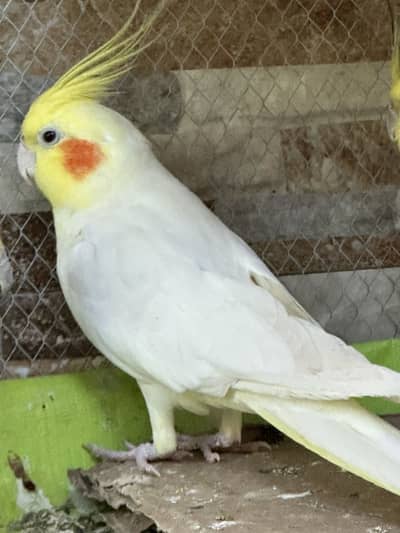Cocktail male breader male 