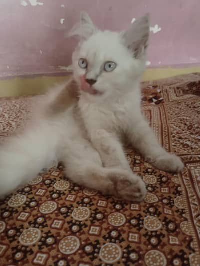 Persian cat