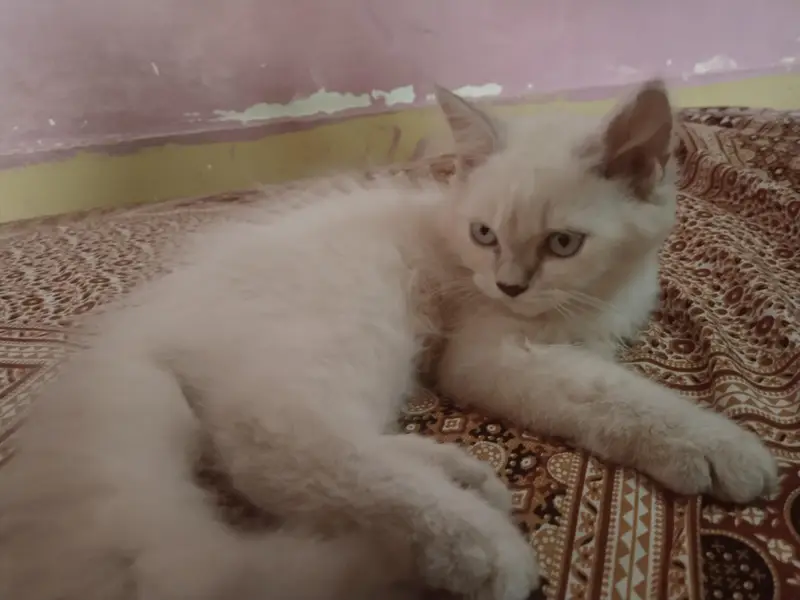Persian cat — photo 2