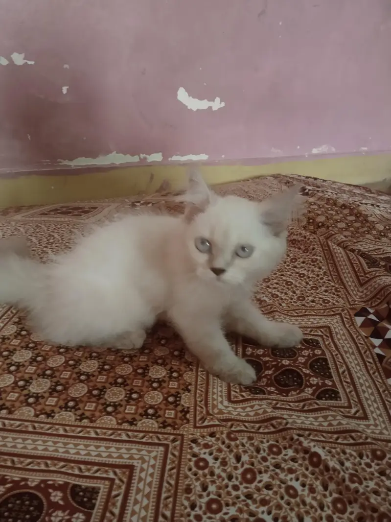 Persian cat — photo 3