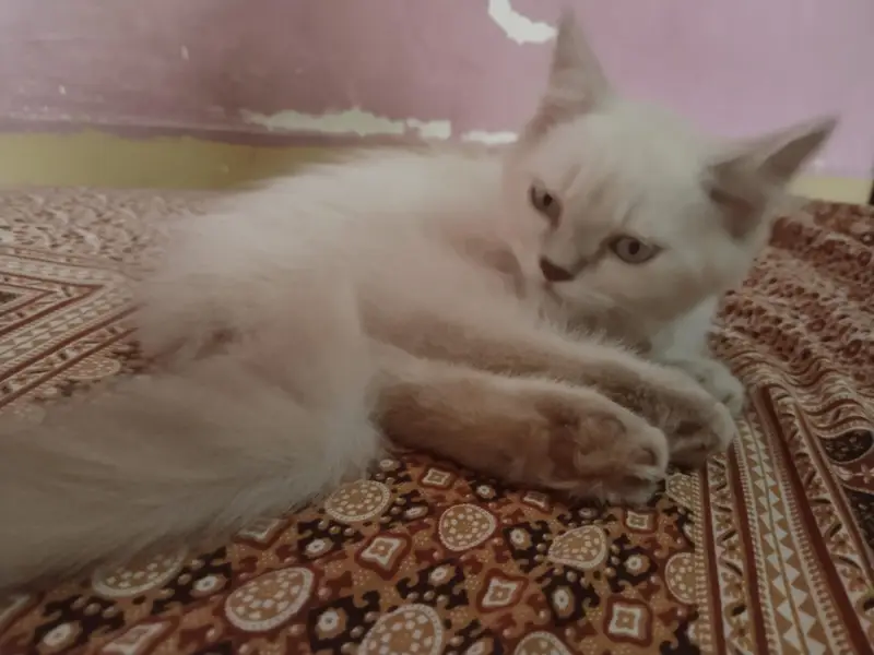 Persian cat — photo 4
