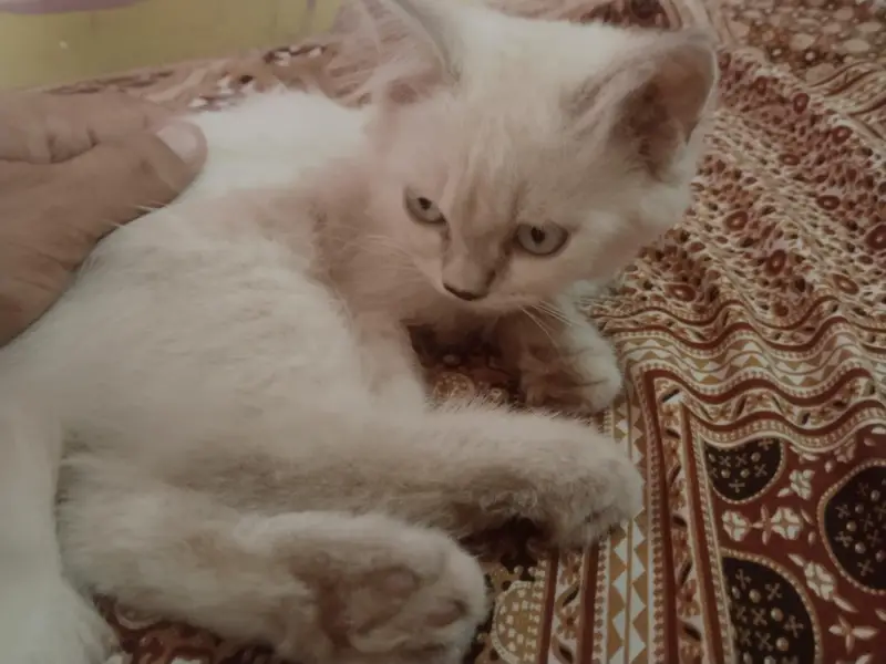 Persian cat — photo 5
