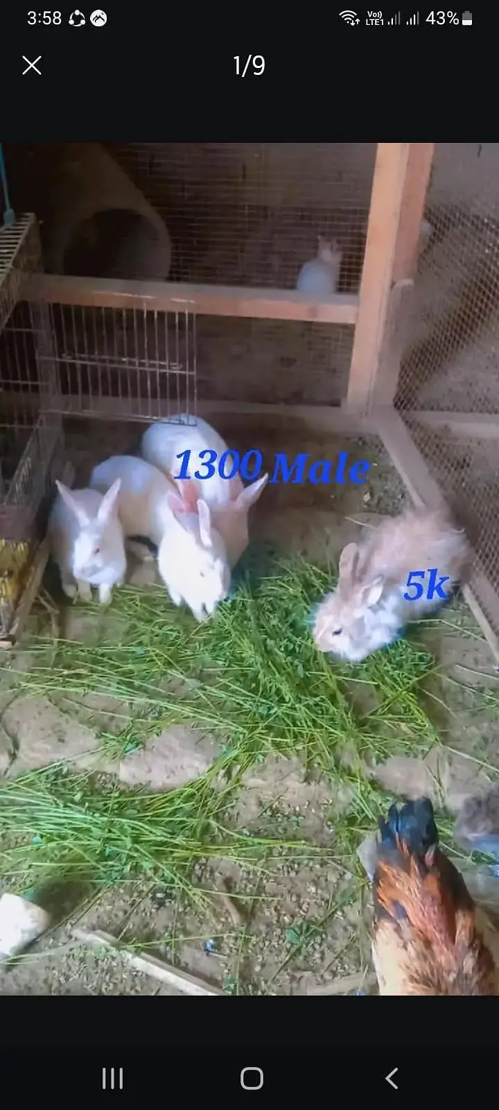 Red eyes rabbits And fancy rabbits