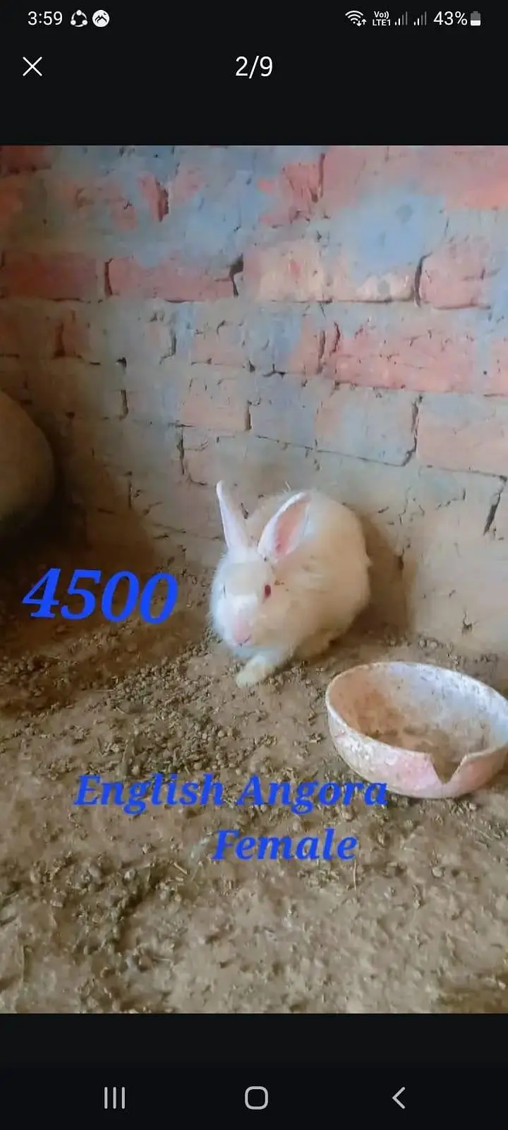 Red eyes rabbits And fancy rabbits — photo 2