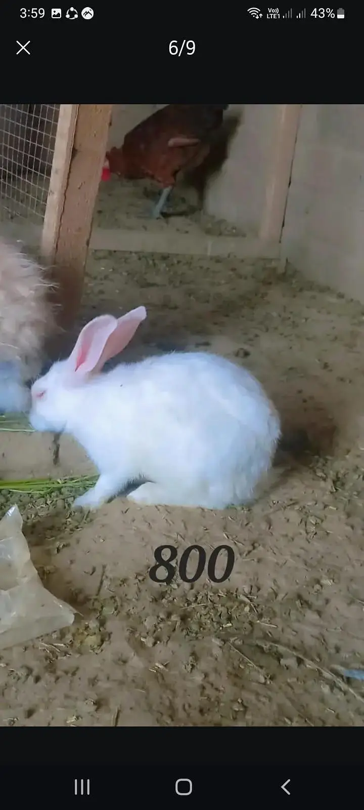 Red eyes rabbits And fancy rabbits — photo 5