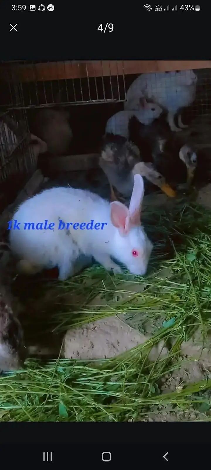 Red eyes rabbits And fancy rabbits — photo 6