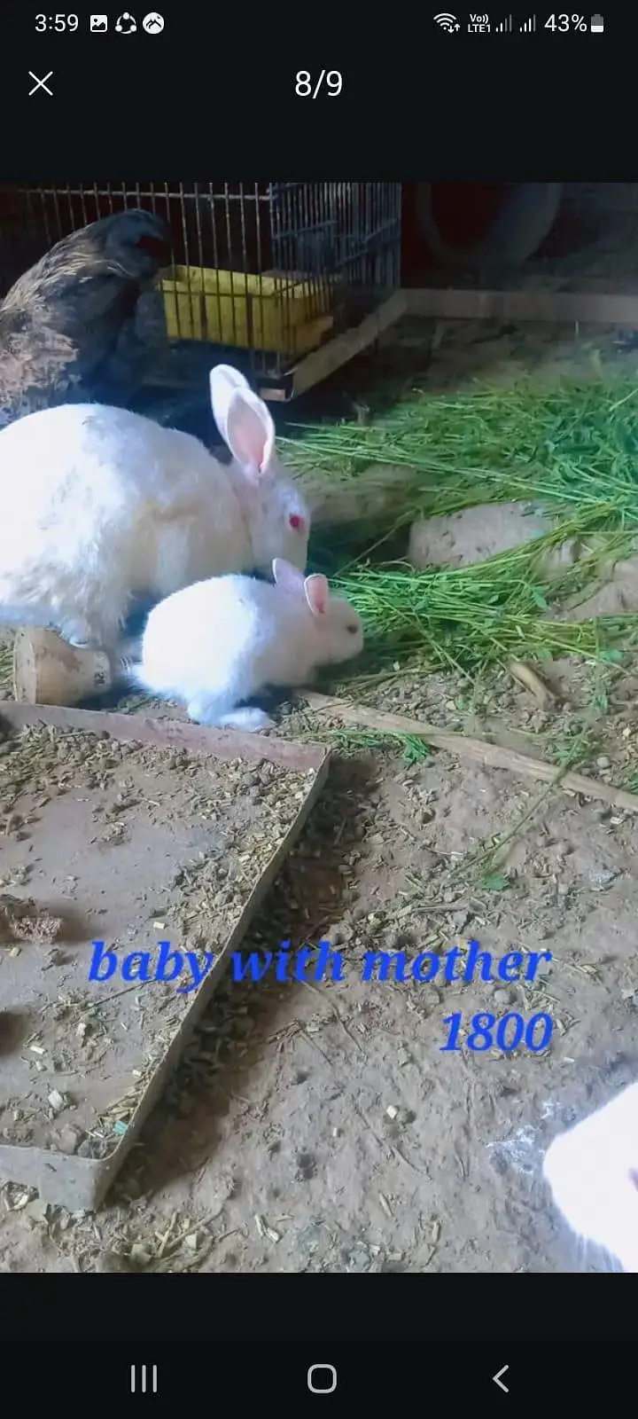 Red eyes rabbits And fancy rabbits — photo 7