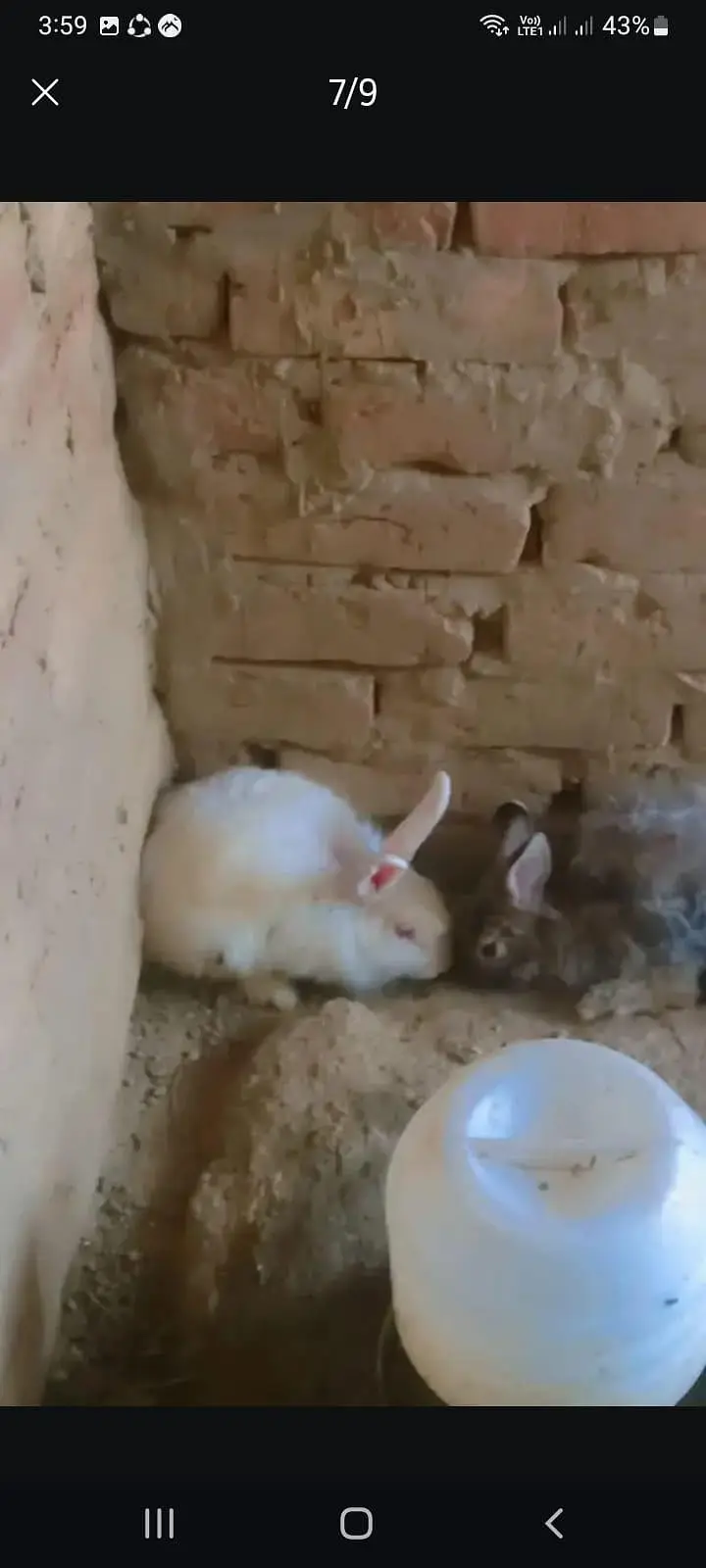 Red eyes rabbits And fancy rabbits — photo 8