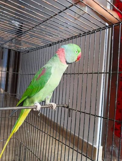 Kashmiri raw parrot for sale