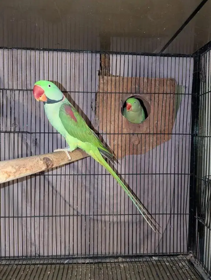 Kashmiri raw parrot for sale — photo 2