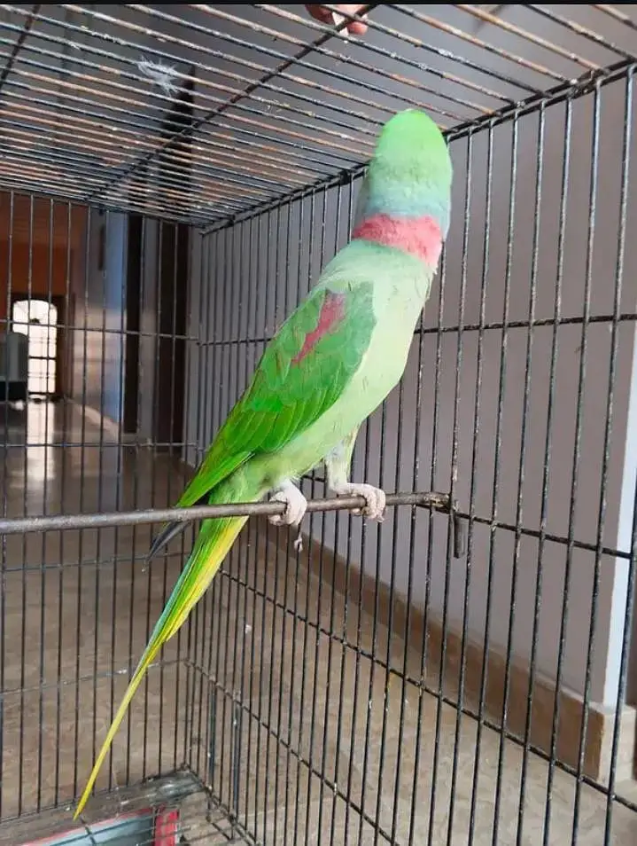 Kashmiri raw parrot for sale — photo 3