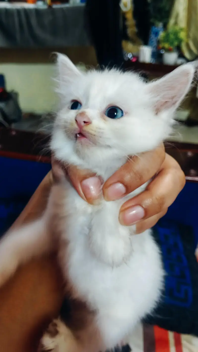 Beautifull kittens — photo 2
